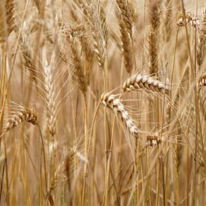 máy chiết xơ tiêu hóa csf6