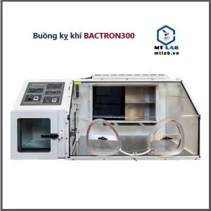 buồng nuôi cấy kỵ khí bactron300